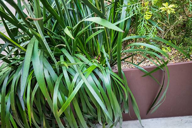 istock Long Green Strappy Leaves in a Modern Brown Planter Box 2242279351
