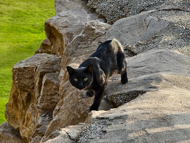 A sleek black cat confidently and gracefully navigating across a rocky surface set within a vibrant green setting