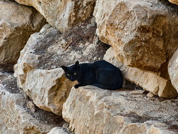 A serene black cat is comfortably lounging amid natural rocks, showcasing its beautiful and stealthy appearance
