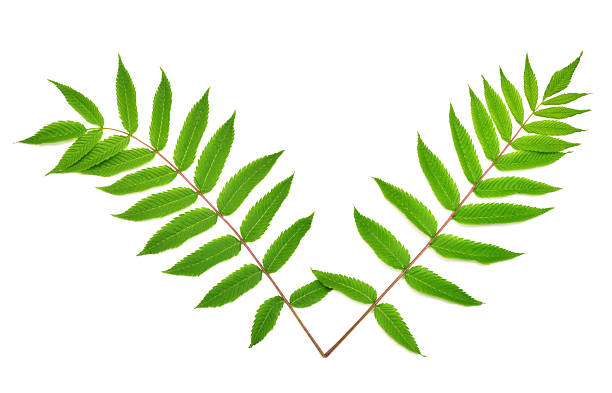 istock Branch with leaves astilba isolated on white background. Twig green leaf. Spring time. Flat lay, top view 2242280904