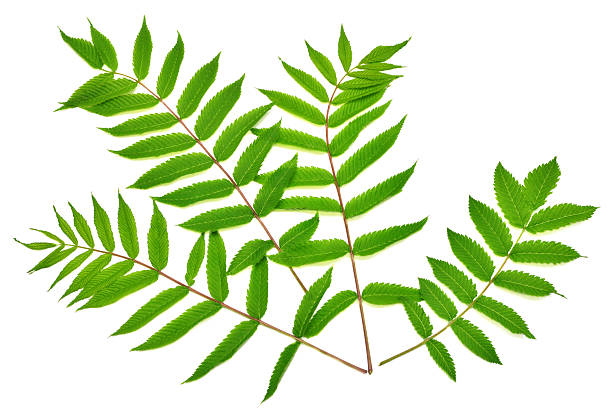 istock Branch with leaves astilba isolated on white background. Twig green leaf. Spring time. Flat lay, top view 2242280932