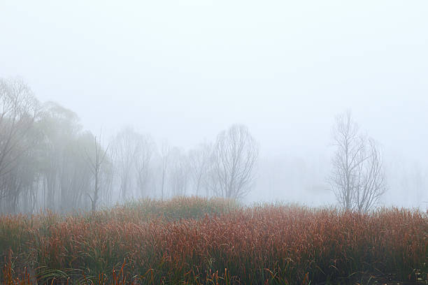 The fog envelops the waterside woods