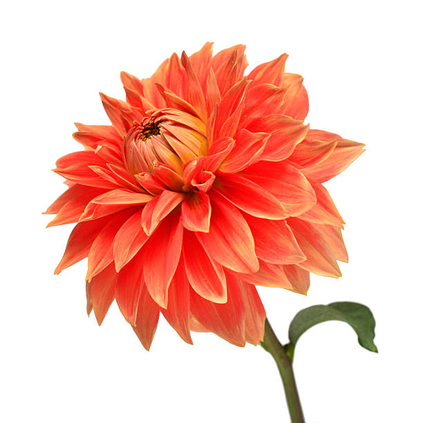Elegant dahlia isolated on a white background. Beautiful head flower. Spring time, summer. Easter holidays. Garden decoration, landscaping. Floral floristic arrangement