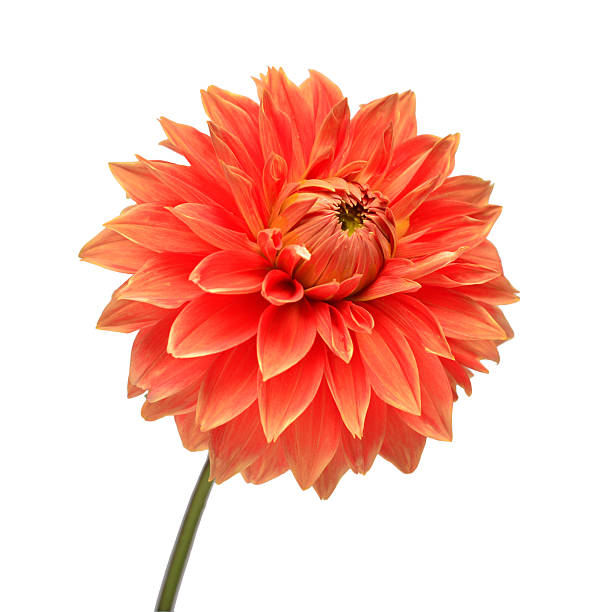 istock Elegant dahlia isolated on a white background. Beautiful head flower. Spring time, summer. Easter holidays. Garden decoration, landscaping. Floral floristic arrangement 2242281767