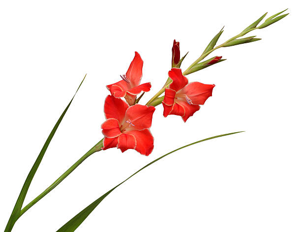 Branch of a gladiolus red flower isolated on white background. Spring time, summer. Easter holidays. Garden decoration, landscaping. Floral floristic arrangement
