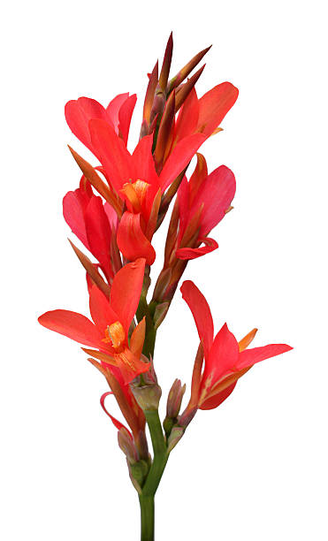 istock Red canna flower isolated on white background. Spring time, summer. Easter holidays. Garden decoration, landscaping. Floral floristic arrangement 2242282575