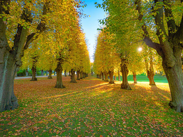 Autumn Trees in Frederiksberg Haven, Copenhagen, Denmark