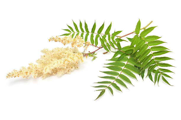 istock Creative blooming branch Sorbaria sorbifolia with leaves isolated on a white background. Flower. Ecology, flora, leaf 2242283584