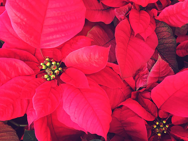 istock Poinsettia Christmas Background Texture Close Up 2242283751