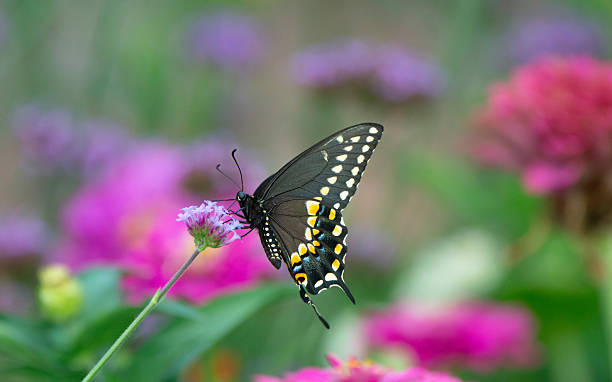 istock Butterfly- Black Swallowtail-Howard County, Indiana 2242285080