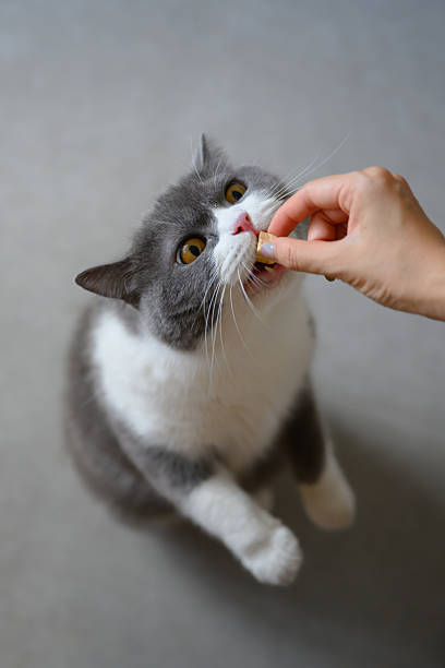 istock Feeding the British Shorthair cat by hand 2242286446