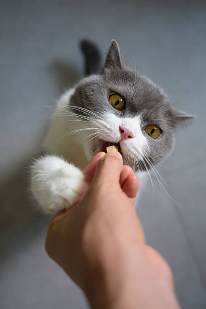 istock Feeding the British Shorthair cat by hand 2242286450