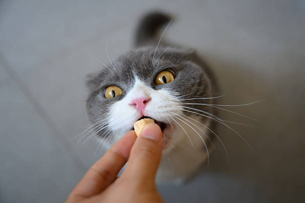 istock Feeding the British Shorthair cat by hand 2242286459