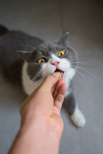 istock Feeding the British Shorthair cat by hand 2242286462