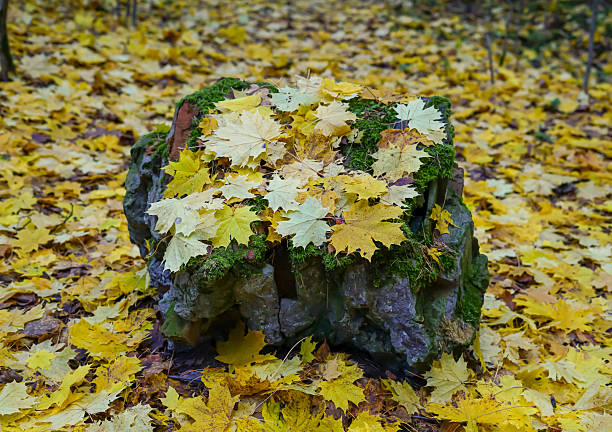 Mossy Stone Adorned with Golden Autumn Leaves