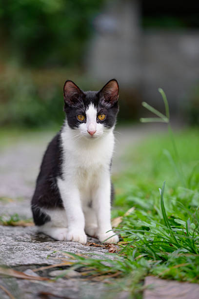 istock The cat sits on the ground outdoors. 2242286842