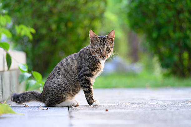 istock The cat sits on the ground outdoors. 2242286848