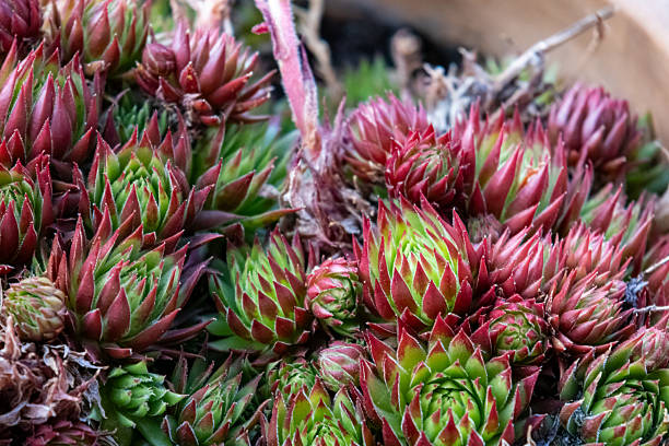 Hens and Chicks succulent plant covers  the ground