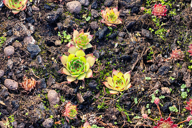 Hens and Chicks succulent plant sparsely populates the ground