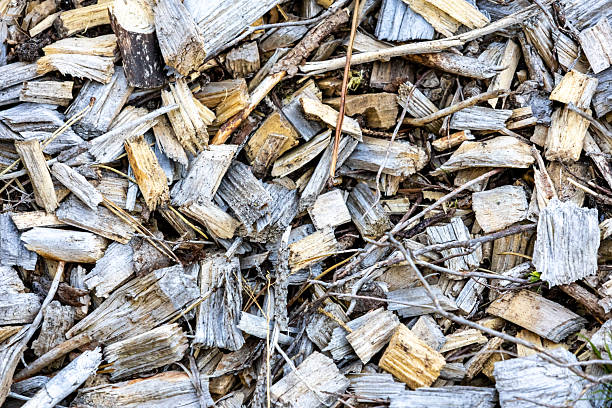 Random wood chips on the ground with twigs from trees.  Chips and twigs are various sizes and colours