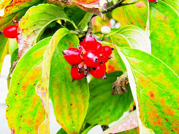 Red berries and yellow leaves.