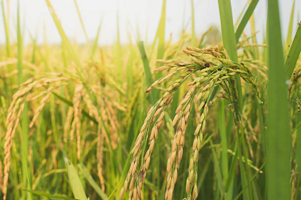 istock Ear of rice 2242291085