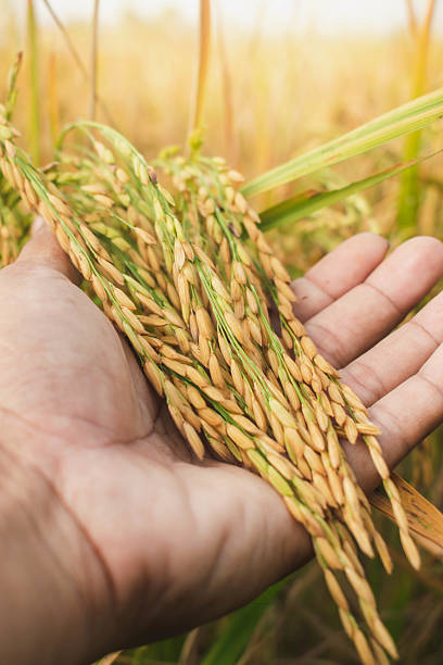 istock Hand holding rice in the paddy 2242291270