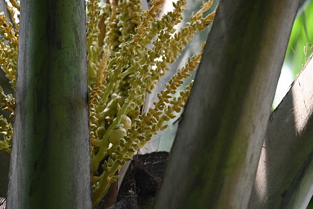 Small coconut fruit with flowers in the tree.coconut palm inflorescence shows a cluster of tiny, green, button stage fruits amidst smaller, yellowish green flower buds and branchlets.