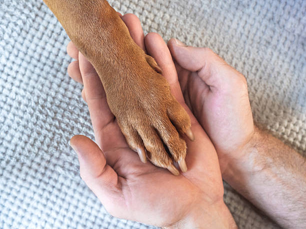 istock Dog's paws and human hands. View from above 2242296907