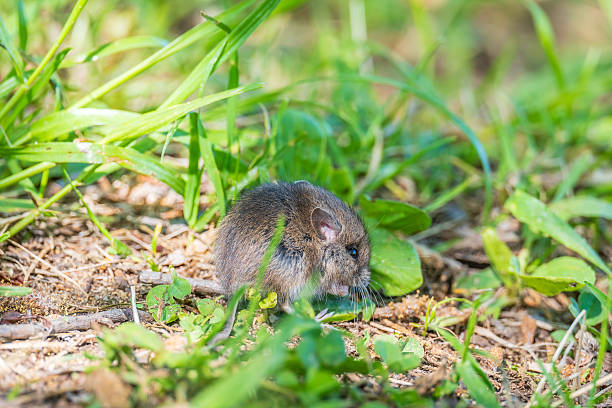 istock A closeup of a Common vole, Microtus arvalis, on the ground with a blurry background 2242300597