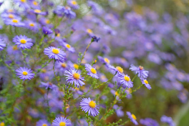 istock Soft-focus image of violet Michaelmas daisies Aster amellus in full bloom. 2242306242