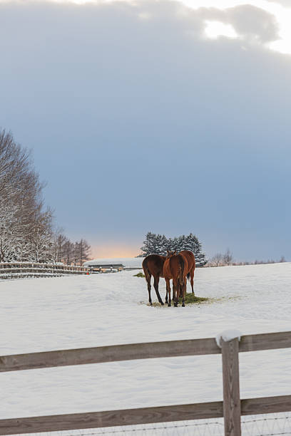 istock Winter Farm scenery in Hokkaido 2242309201