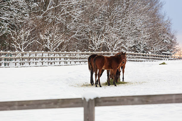 Snowy old apple trees garden and two horses in winter. Christmas background