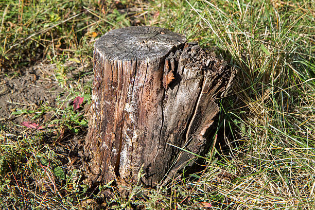 An old cracked stump in the grass. Old tree stump