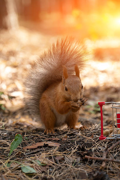 istock A red squirrel stands on the ground, holding a nut. The background features blurred trees and sunlight filtering through the leaves. 2242313761
