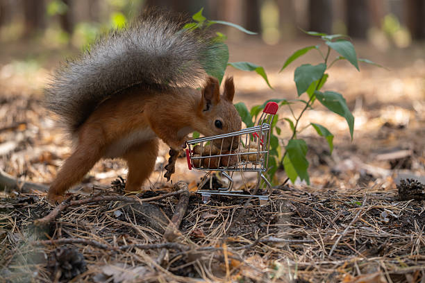 istock A small red squirrel forages near a green plant in a forest. The squirrel is interacting with a miniature shopping cart. 2242313764