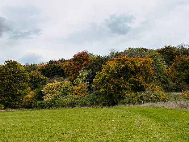 istock Rolling hillside with autumn trees in England countryside 2242318131