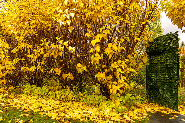 Bright yellow autumn leaves covering garden shrubs and ground. A green gate with leaf decor adds contrast. Tranquil and colorful seasonal scene.