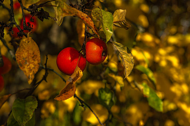 Vibrant red apples hanging on branches among yellow autumn leaves. Warm natural light, seasonal harvest concept, close-up in soft focus.