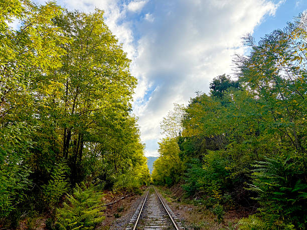An old stretch of railway, framed by lush trees and a partly cloudy sky. Sunlight filters through the leaves, creating a calm and contemplative atmosphere.