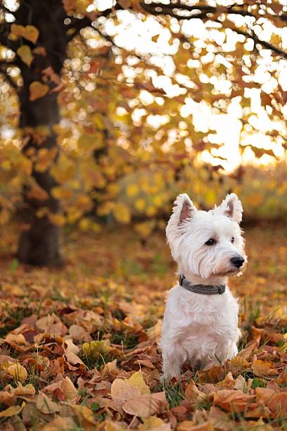 istock Cute white terrier sitting in fallen leaves 2242319645