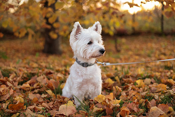 istock Dog in autumn park at sunset 2242319656