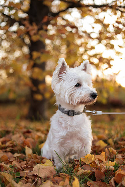 istock West highland white terrier in autumn leaves 2242319657