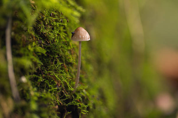 A lone mushroom rises from vibrant moss along a forest wall, captured in soft focus to highlight its delicate cap and slender stem amid lush greenery.