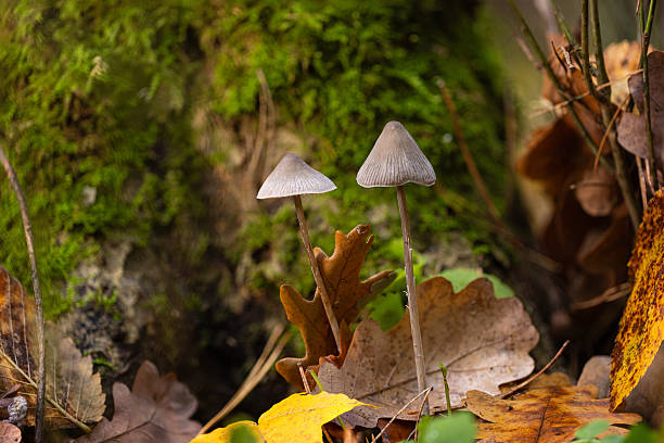 Delicate gray mushrooms emerge from a mossy forest floor, surrounded by fallen autumn leaves. Subtle light and natural texture convey a quiet, earthy mood perfect for nature and outdoor scenes.
