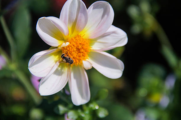 istock Flowers from Kashmir Valley 2242321570