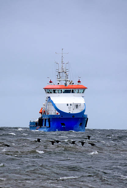 istock Multipurpose ship sailing towards the camera on rough sea with cormorants flying in front, under cloudy sky 2242323541