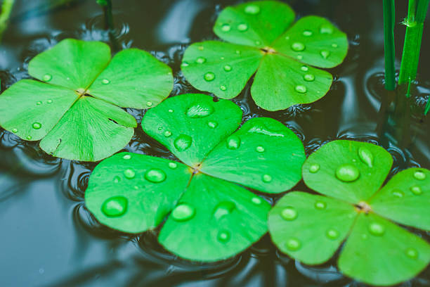 clover leaf of Abstract green background with clover leaf highlights. Spring, summer background, st. Patricks day, multiple exposure mode