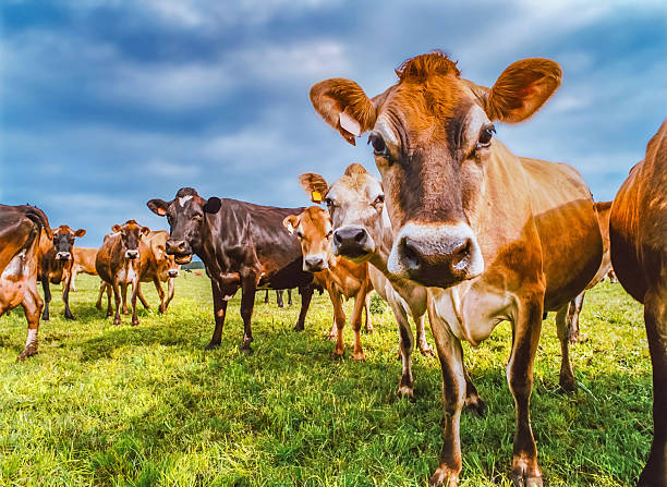 istock Curious grazing cattle in a grassy farm paddock 2242329319