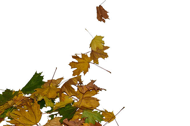istock Autumn. A pile of yellow maple leaves. 2242329778